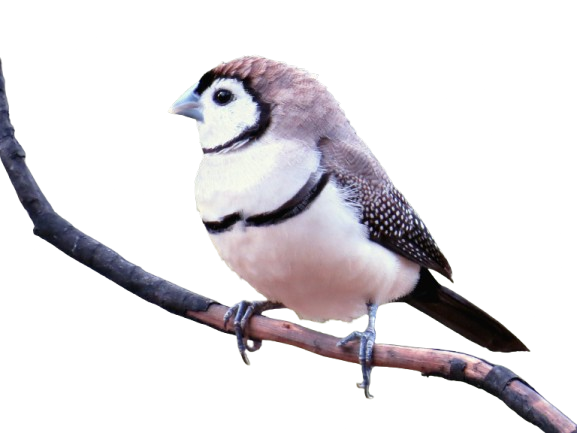 Double barred finch